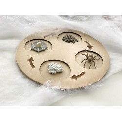 "Spider Life Cycle" Figures...